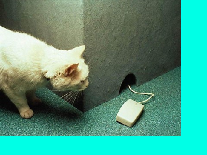 Cat pics funny