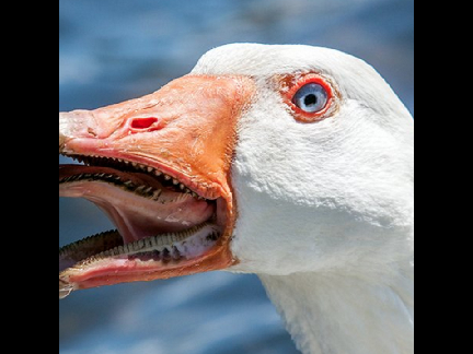 goose with teeth are Illuminati confirmed