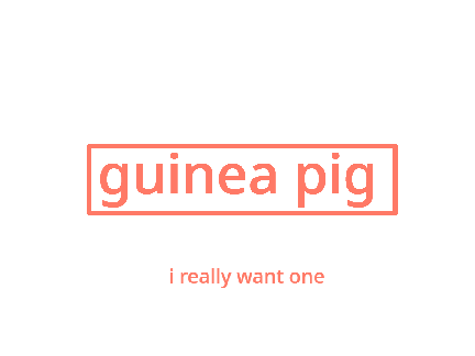 guinea pigs
