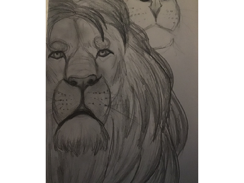 lion drawing