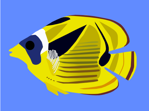 Raccoon Butterflyfish Art