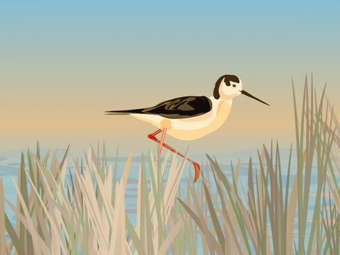 Black-winged Stilt