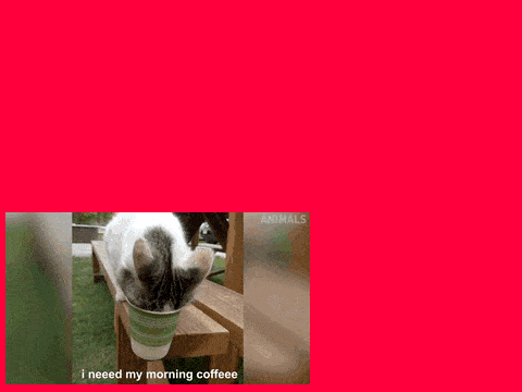 cat hub