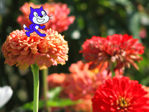 Color cat