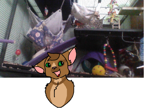 Reviewing Your Rat Cages - EPISODE ONE Rat Manor