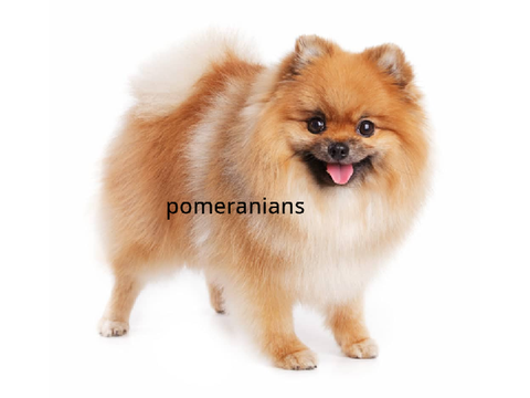 Pomeranians (mobile friendly)