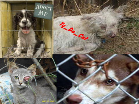 Remix and sign this if you care about poor animals