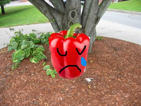sad capsicon 1