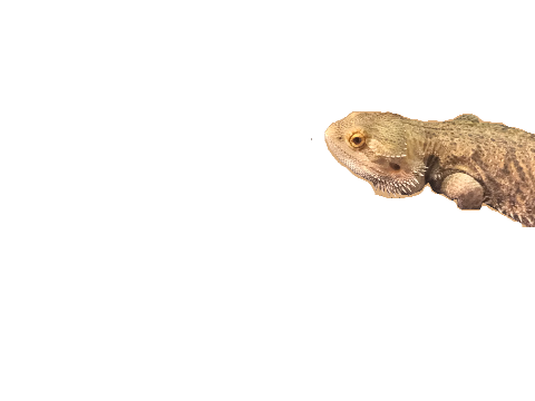 bearded dragon sprite