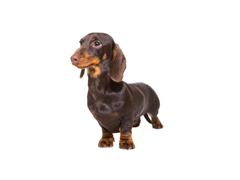 sausage dogs  (mobile friendly)