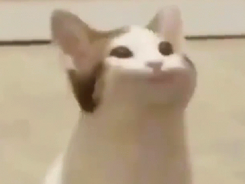 Pop cat singing HandsClap