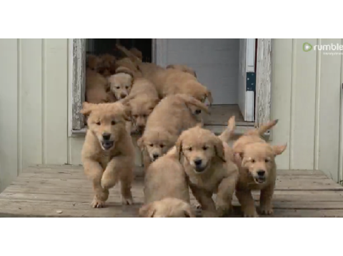 PUPPIES!!!