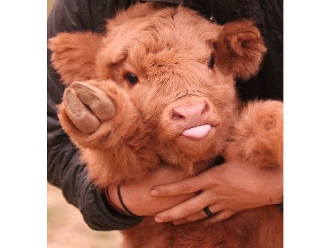 floofy cows 