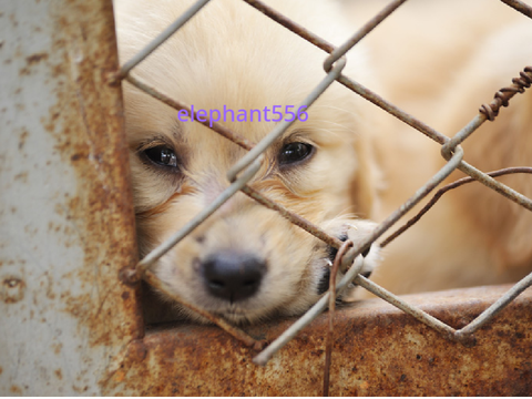 sign if you are against animal abuse