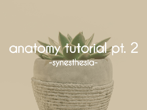 anatomy tutorial pt. 2 ☆