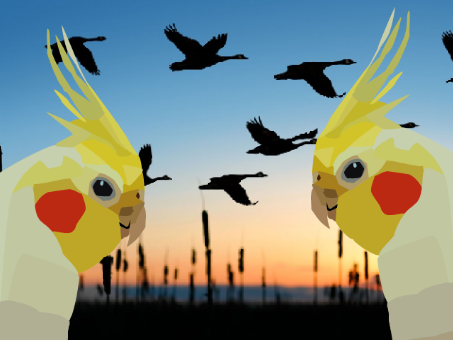 Bird blockshade 
