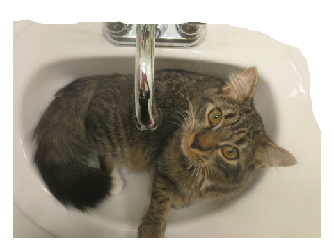Pictures of My Cat
