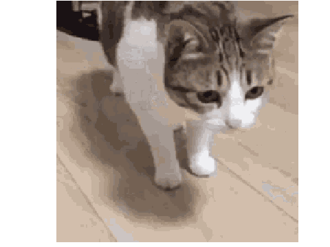 cat falling over
