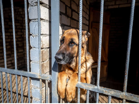 My Dog's Story