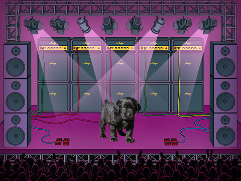 Dancing Doggy!