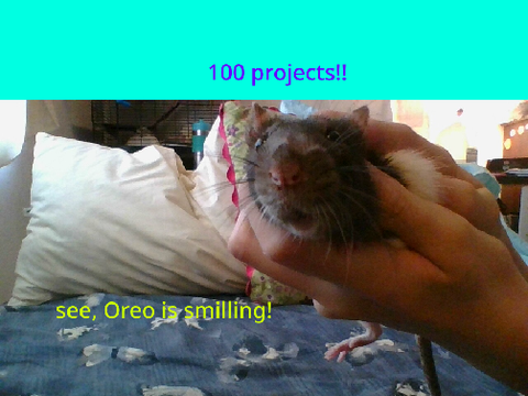 100 project!! Oreo the rat!!  :D
