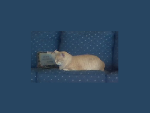 C a t 