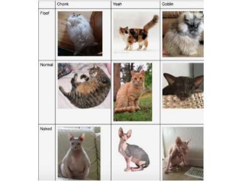 cat classifier