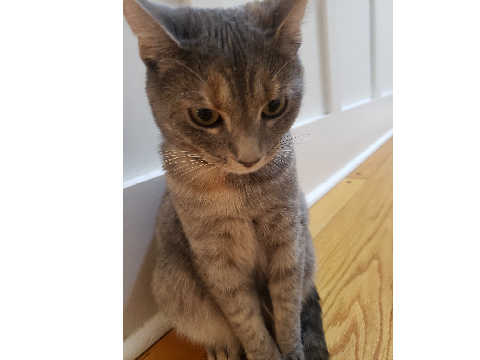 My cat