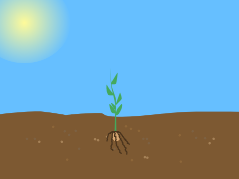~ Plant Growth || a Short Animation ~