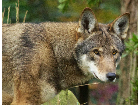 #SaveRedWolves