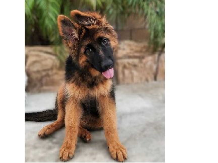 german shepherd puppy 