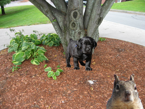 Squirrel chatter!!!!!!