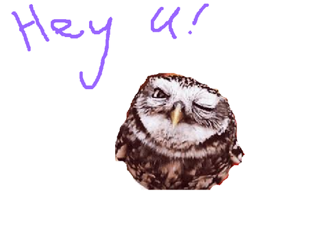 owl of knowledge