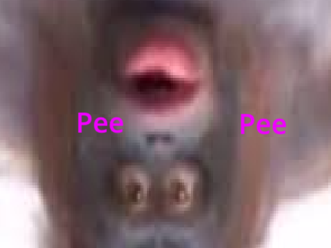 epic monkey