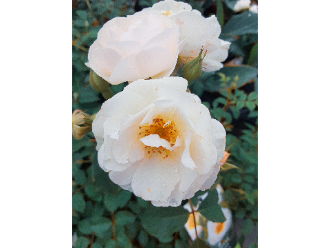 Pics that i took :)
