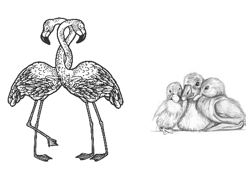 Bird Drawing Contest!  remix