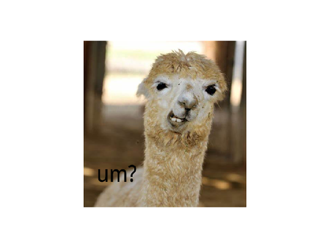 FUNNY ANIMALS 2!