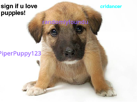 Sign if you LOVE puppies! remix remix