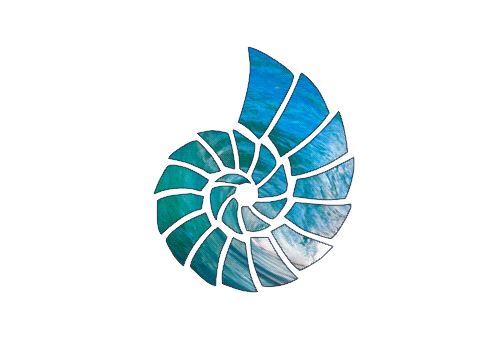 Seashell Animation 