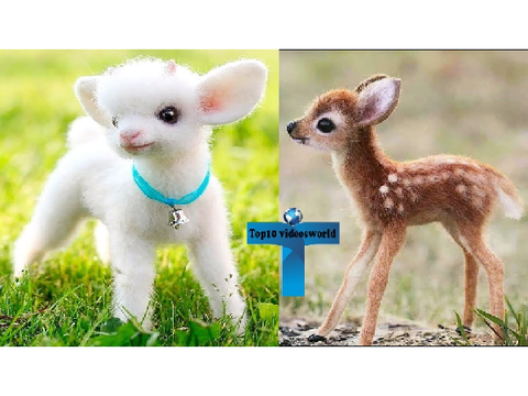 cute animals!