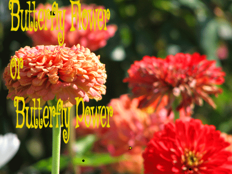 Butterfly Flower