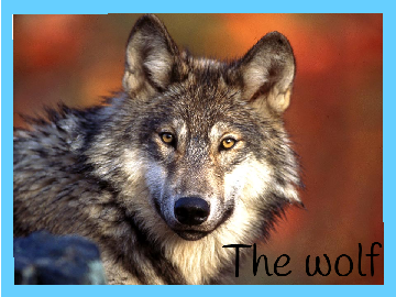 The wolf-an amazing animal!