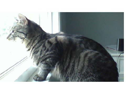 THE KITTYPET VERSION OF TIGERSTAR