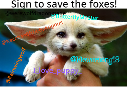 STOP HUNTING FOXES remix remix x4 remix