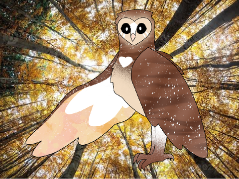 Barn owl