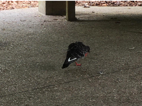 A nike tick on a bird?!