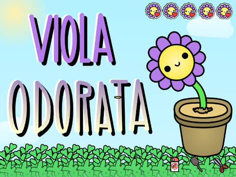 Viola Odorata 