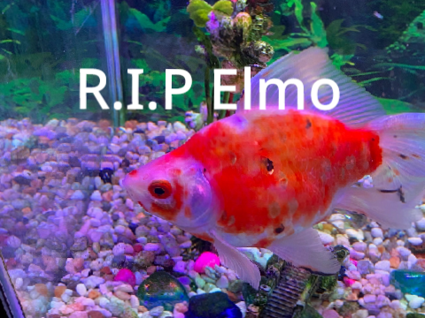 R.I.P Elmo