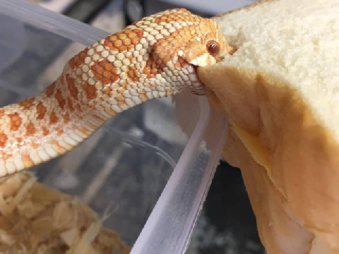 I monch the bred
