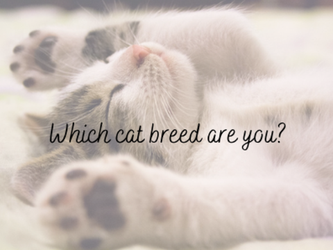 Which Cat Breed Are You?